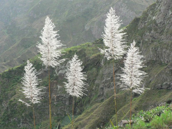 18- Fleurs de canne a sucre 